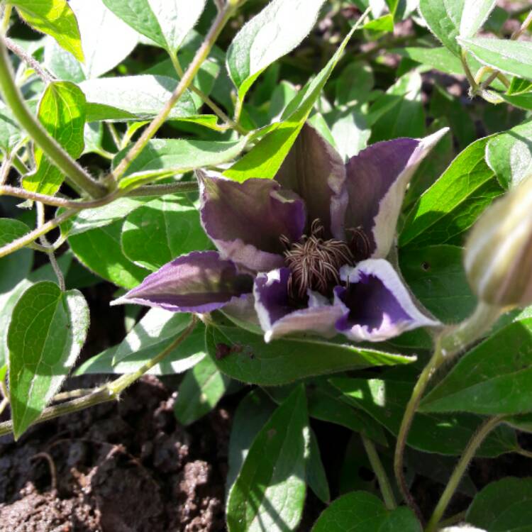 plant image 416528 plant image 416528