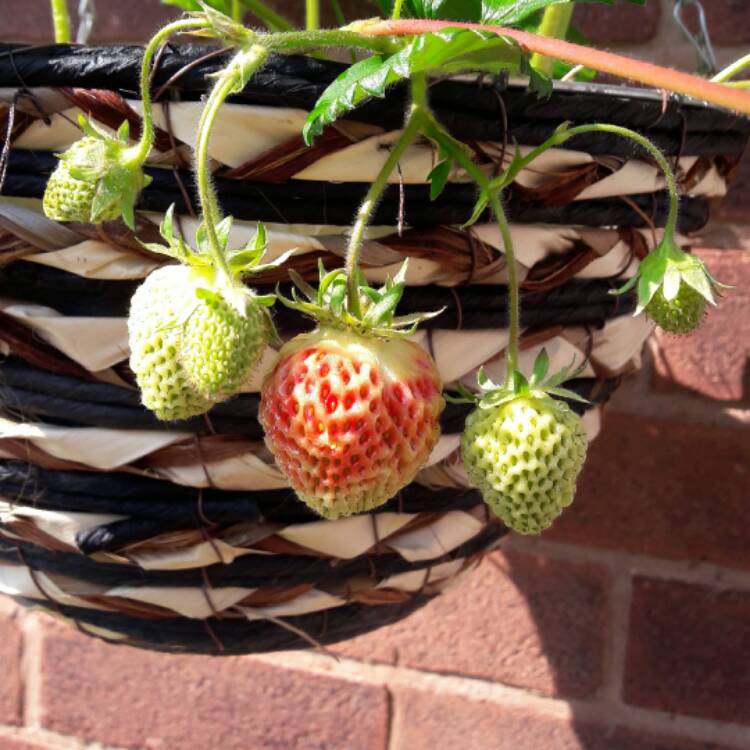 plant image 419305 plant image 419305