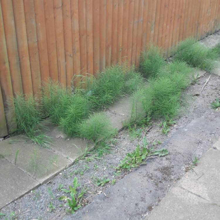 Plant image Equisetum arvense