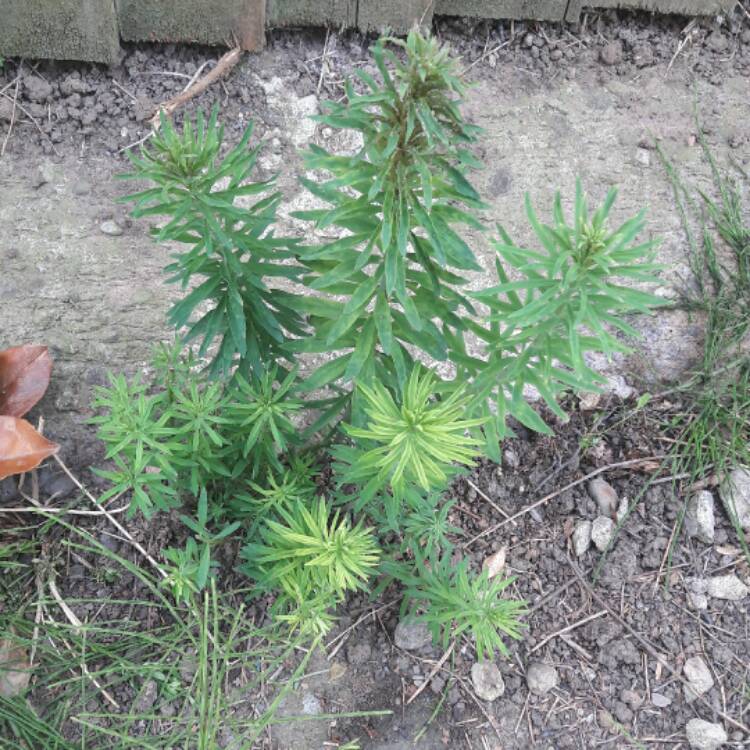 plant image 423600