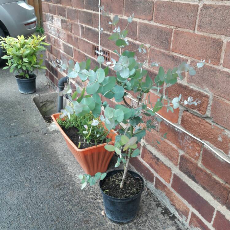 plant image 424602