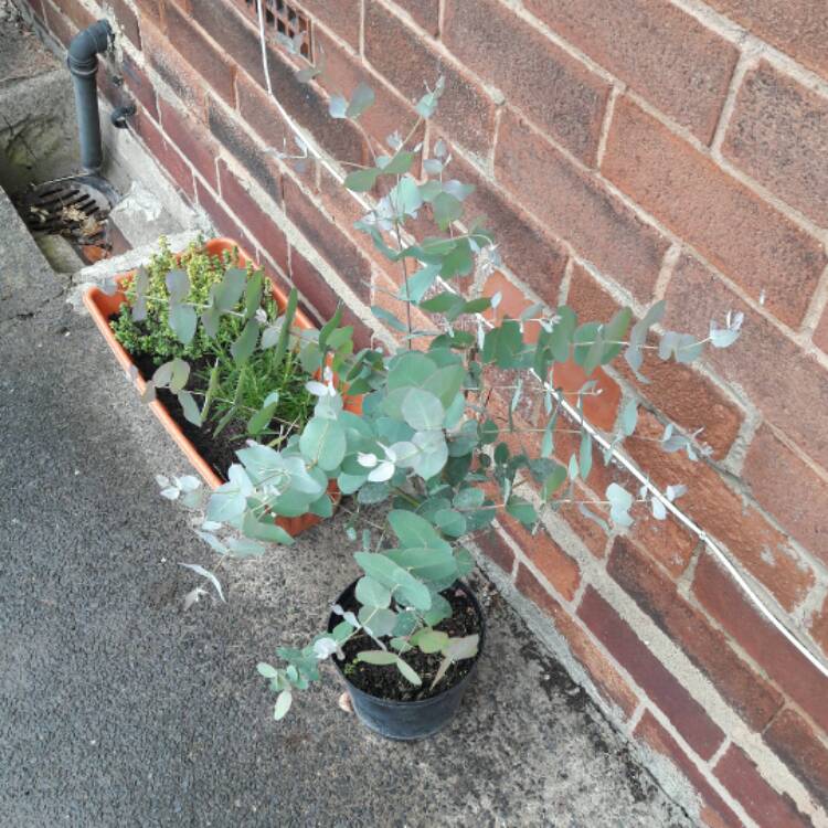 plant image 424605
