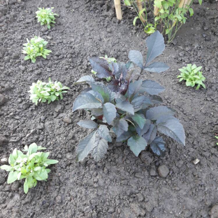 plant image 427624 plant image 427624