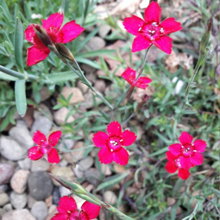 plant image 432634 plant image 432634