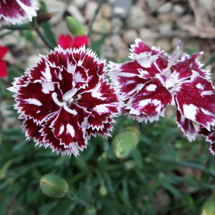 Plant image Dianthus alpinus
