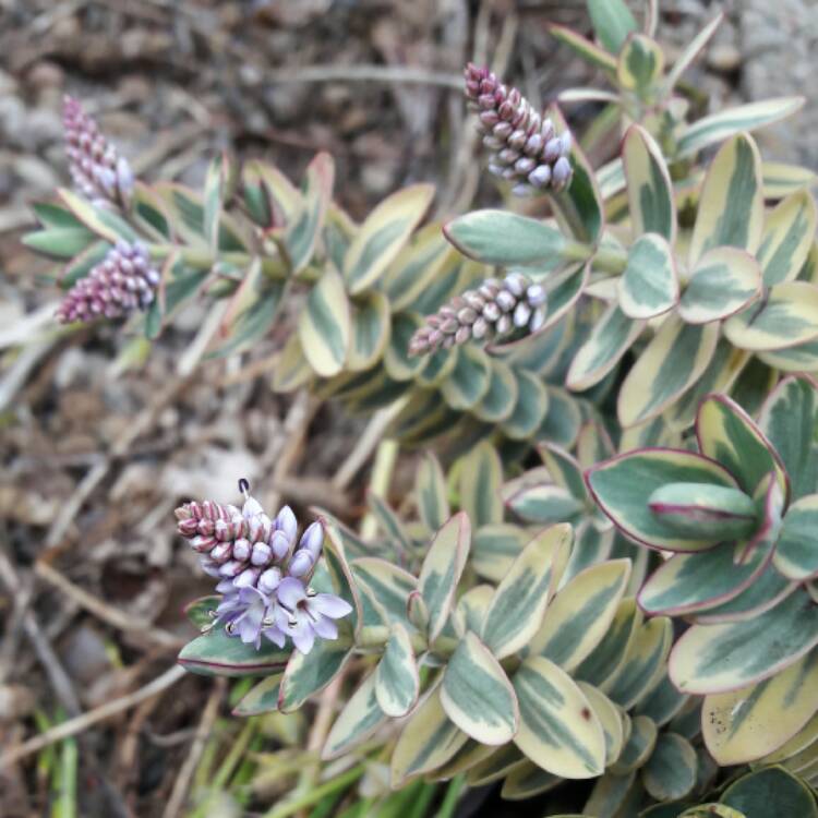 plant image 433261 plant image 433261