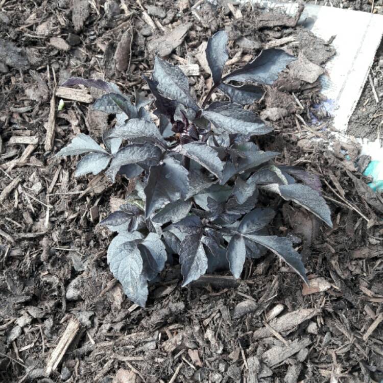 plant image 438097 plant image 438097