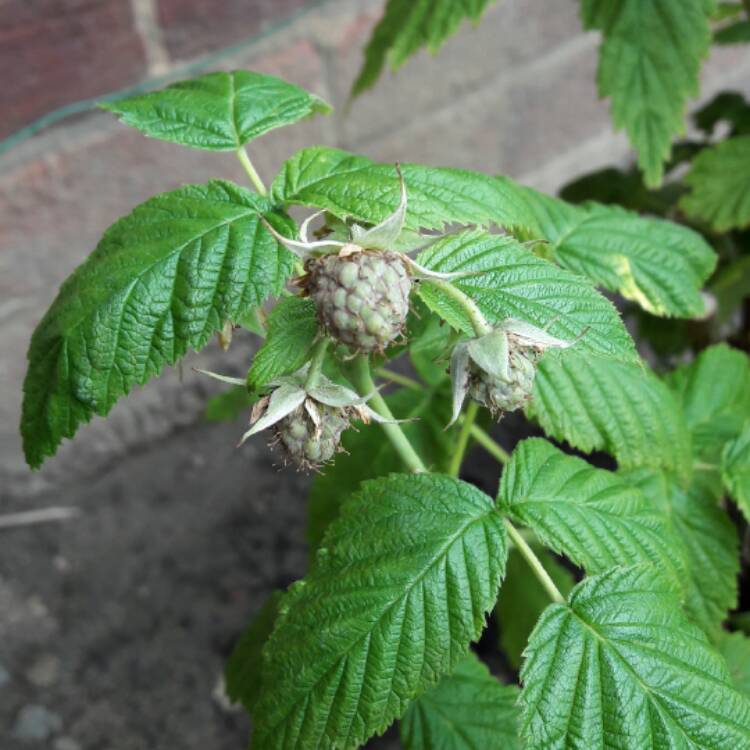 plant image 438125 plant image 438125