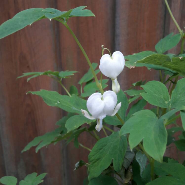 plant image 448842 plant image 448842