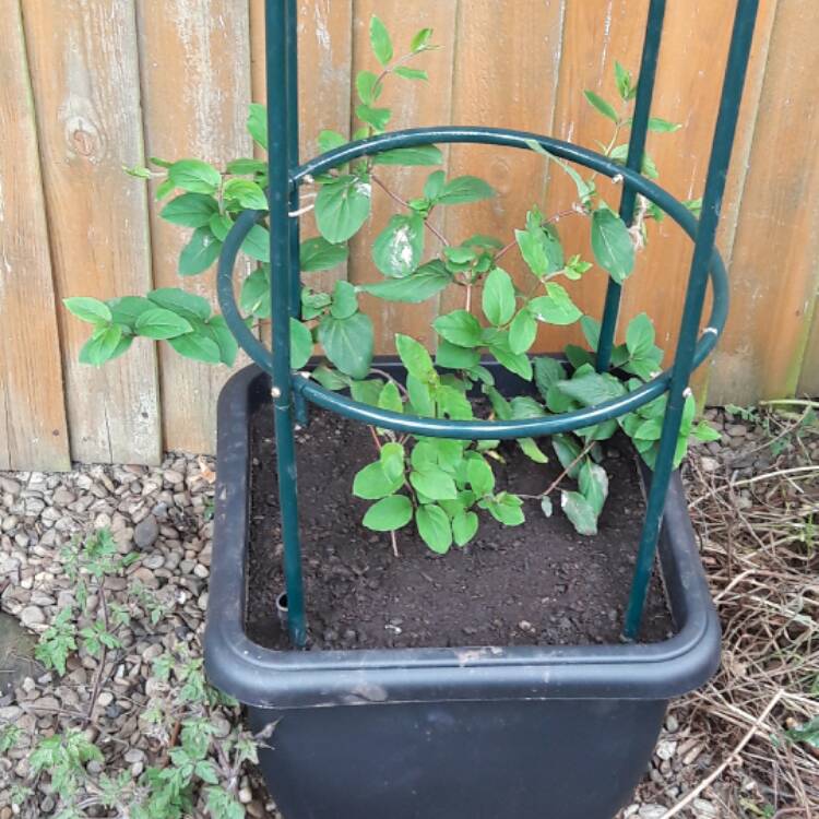 Plant image Lonicera japonica 'Red World'
