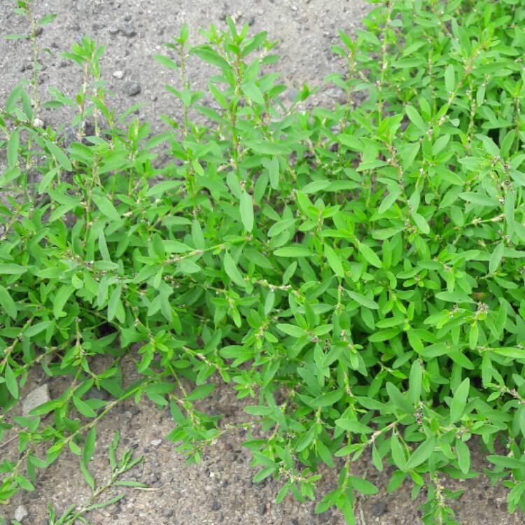 Plant image Polygonum Aviculare