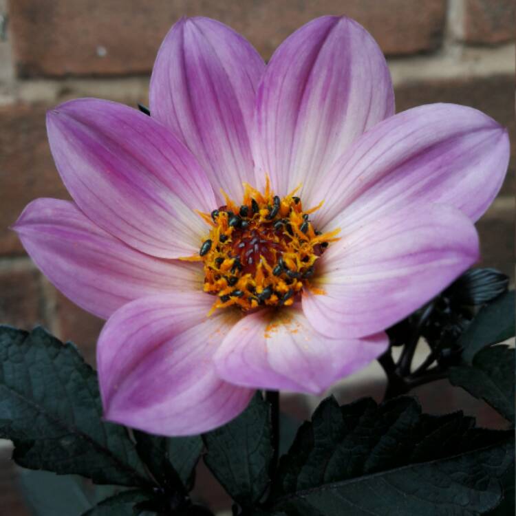 Plant image Dahlia 'Hdpi117' (Happy Days Series) syn. Dahlia 'Happy Days Pink'