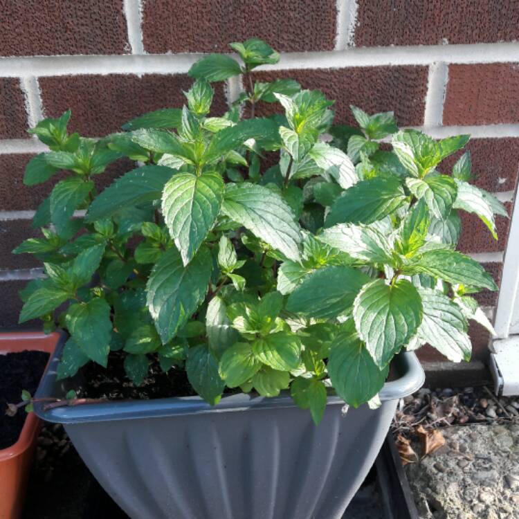 plant image 506793