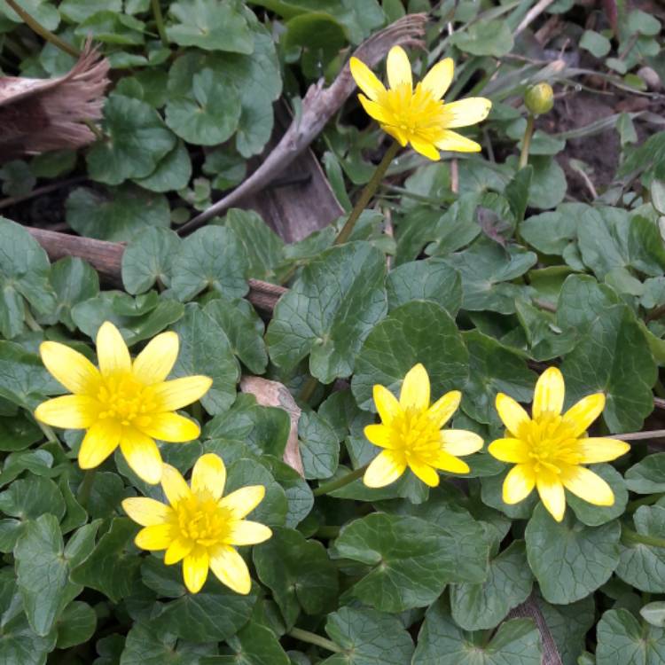 Plant image Ficaria verna