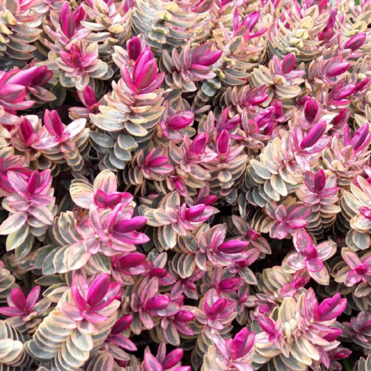 plant image 643797 plant image 643797