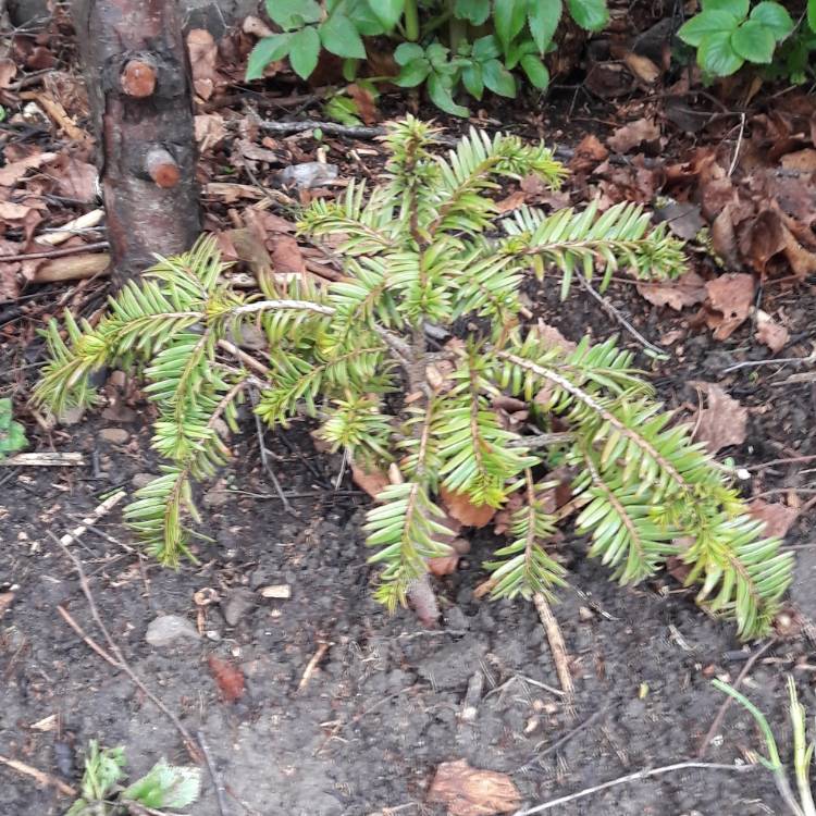 Plant image Taxus baccata 'Repandens'