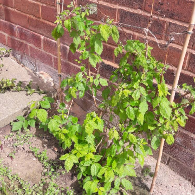 plant image 664236 plant image 664236