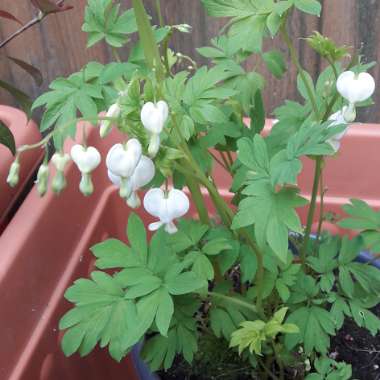 Lamprocapnos spectabilis 'Alba' syn. Dicentra spectabilis 'Alba'