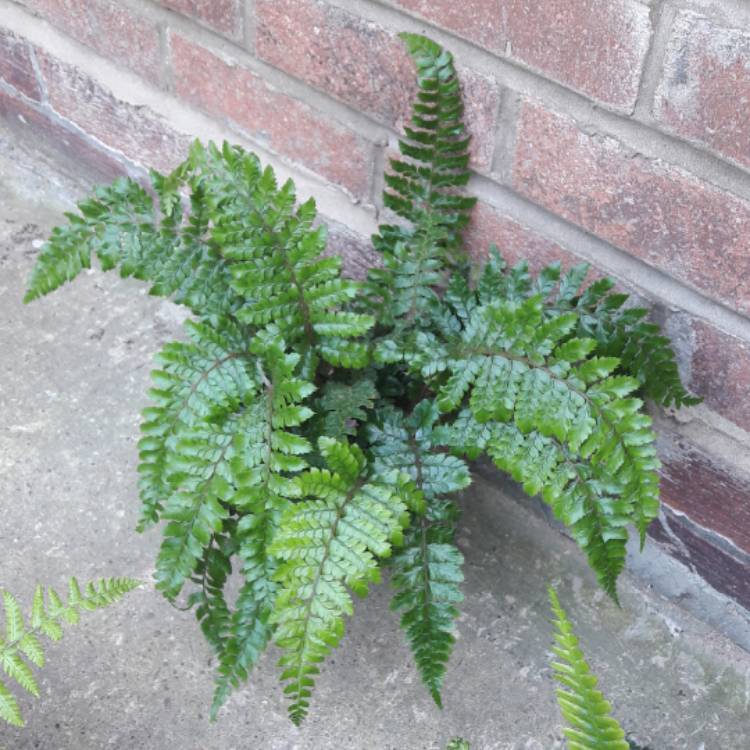Plant image Polystichum Polyblepharum