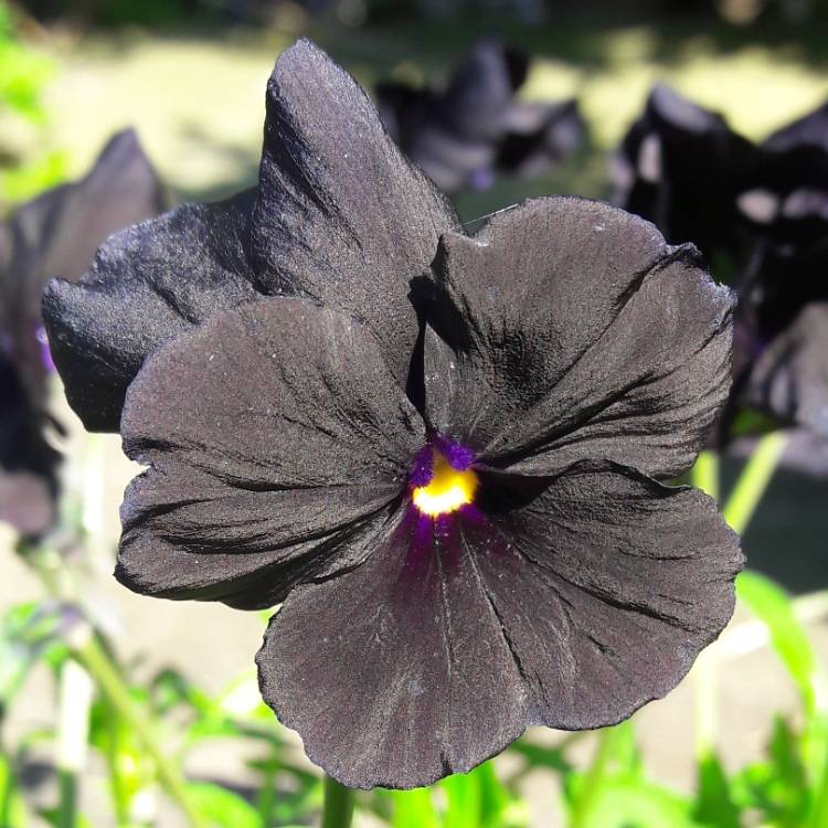 Viola 'Molly Sanderson', Viola 'Molly Sanderson' - uploaded by ...