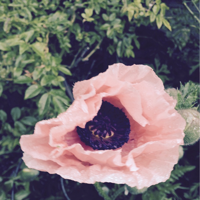 plant image 11091
