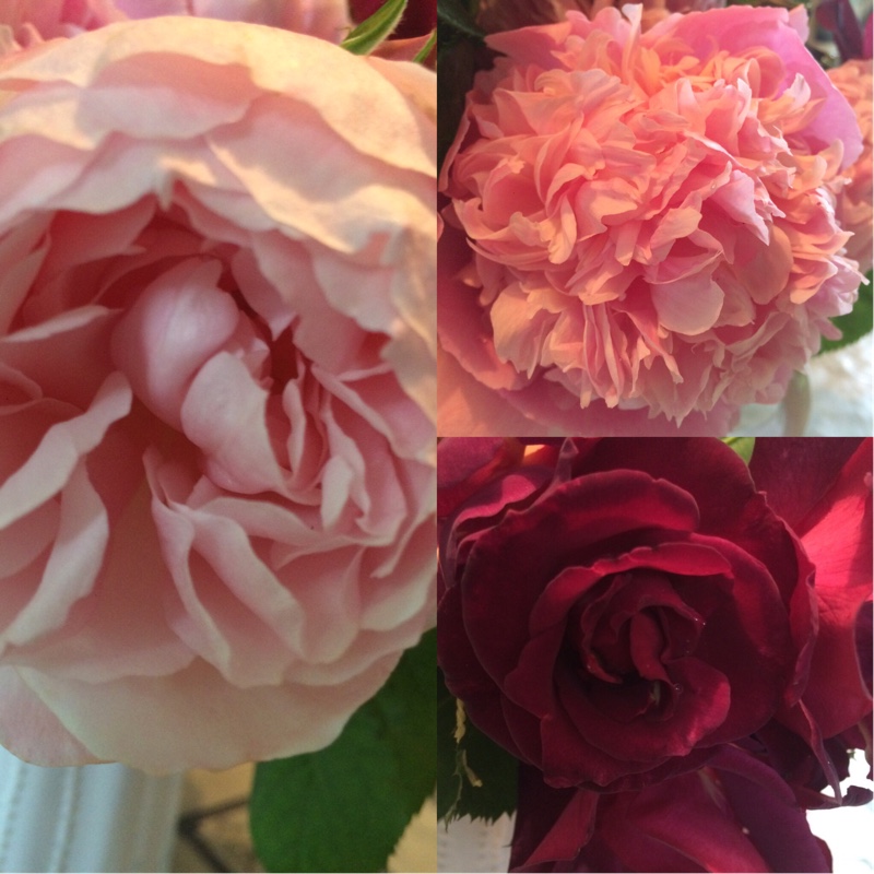 Sarah's garden