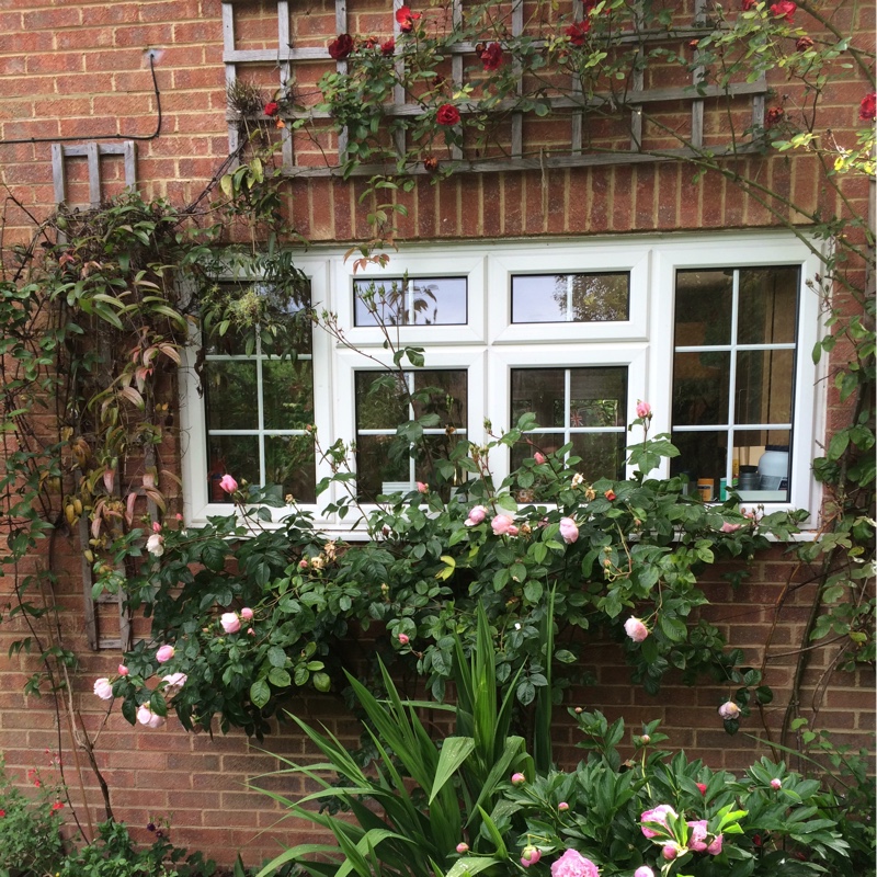Sarah's garden