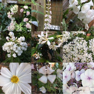 Sarah's garden