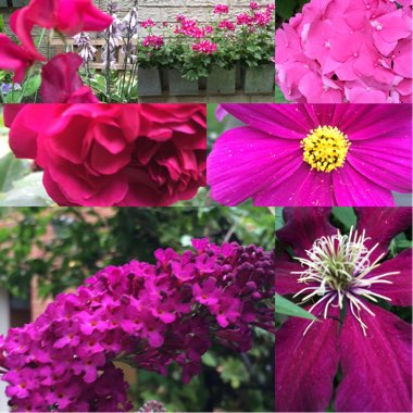 Sarah's garden