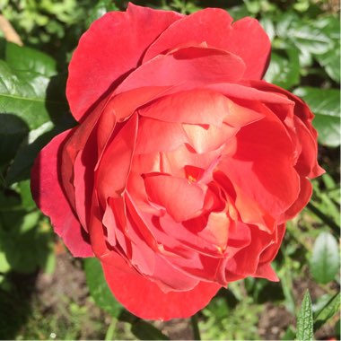 Rose 'Hot Chocolate'