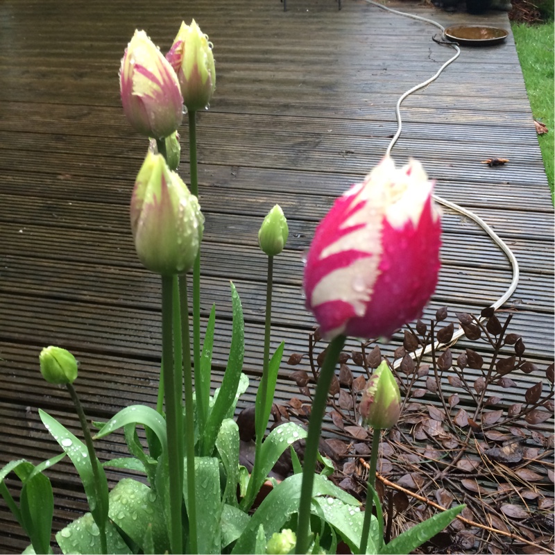 Plant image Tulipa 'Weber's Parrot'