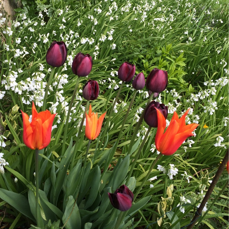 Sarah's garden
