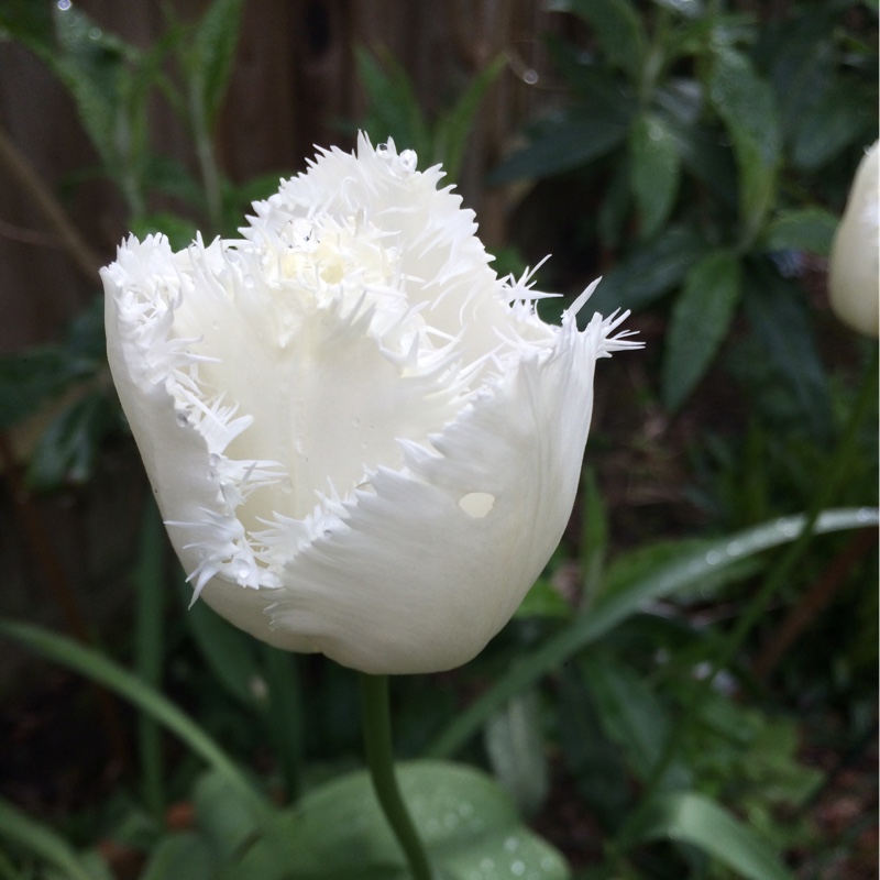 Sarah's garden