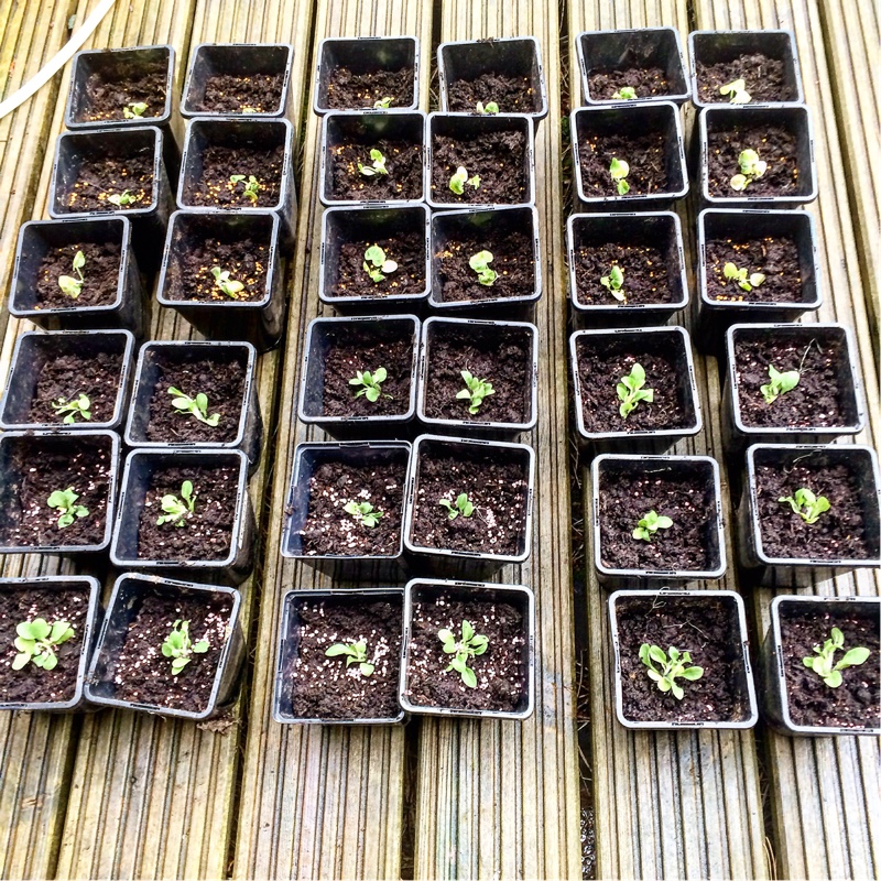 Pelargonium (Geranium)