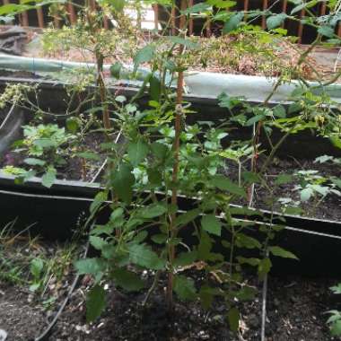 Sarah's garden