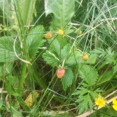 Woodland Strawberry 'Baron Solemacher'