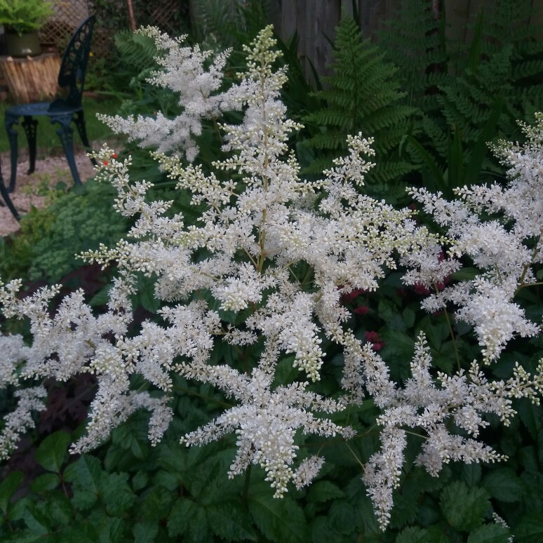 Plant image Astilbe simplicifolia 'Sprite'