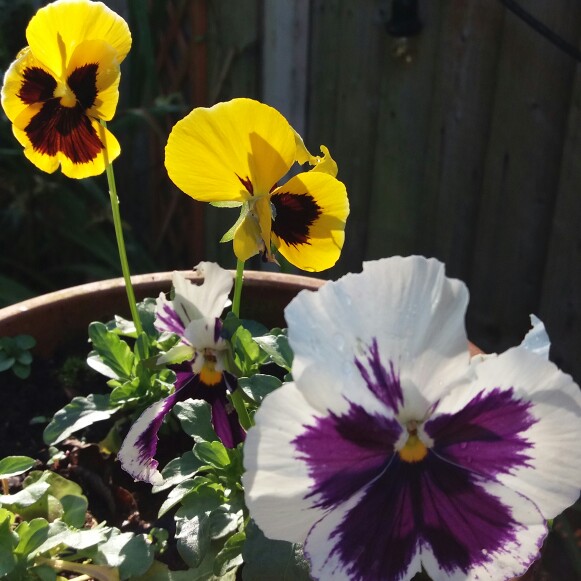 Winter Pansy 'Matrix Sunrise'