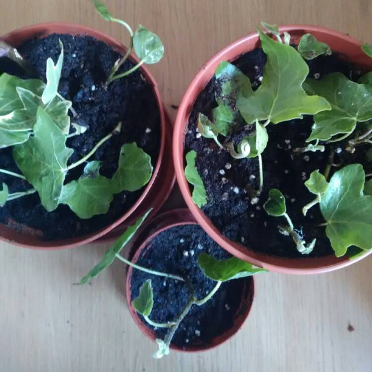 plant image 377468