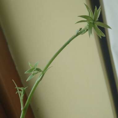 Chlorophytum comosum 'Picturatum'