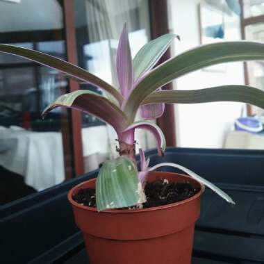 Tradescantia spathacea  syn. Rhoeo spathacea, Rhoeo discolor