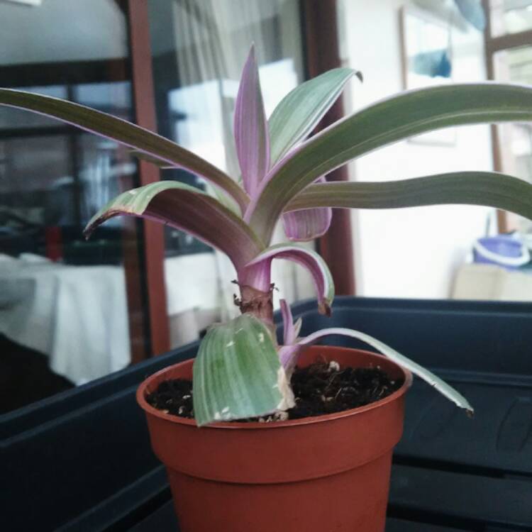 plant image 391222