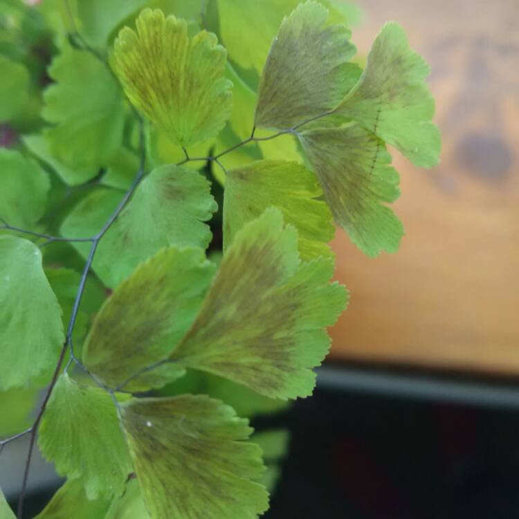 plant image 393446