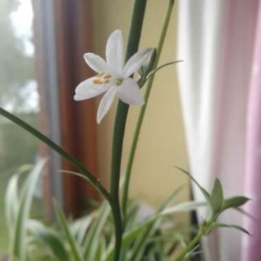 Chlorophytum comosum 'Picturatum'