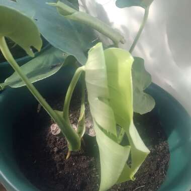 Monstera deliciosa