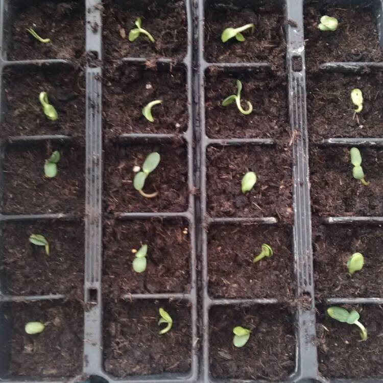 plant image 407393