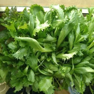 Lactuca sativa