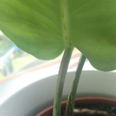 Monstera deliciosa