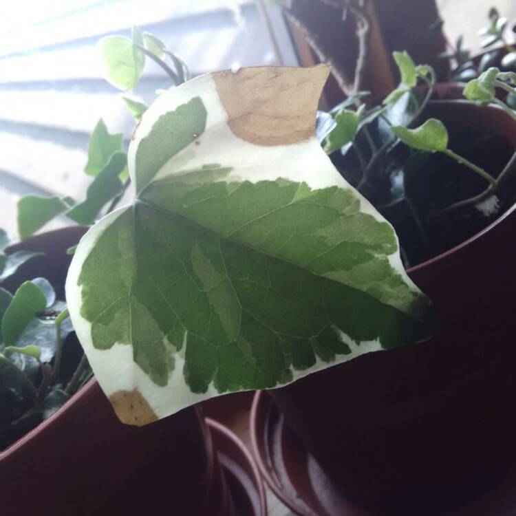 plant image 417540
