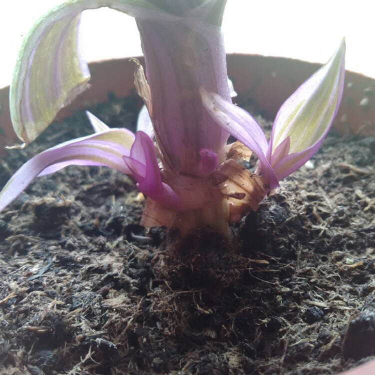 plant image 432715